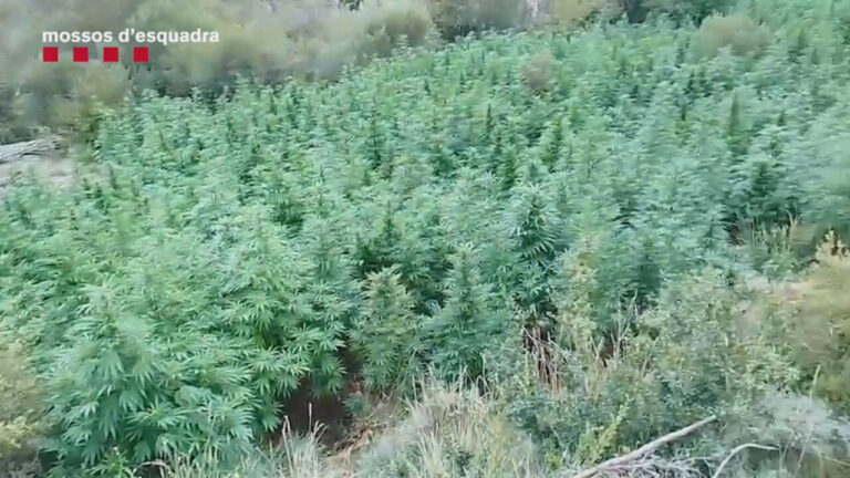 La plantació de marihuana enmig d'un bosc del Pallars Jussà (Mossos d'Esquadra, ACN)