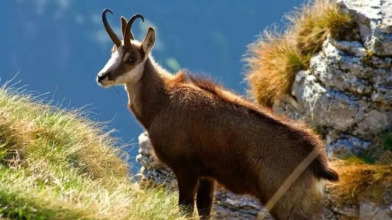 Un isard pirinenc (Societat de Caça i Pesca Val d'Aran)