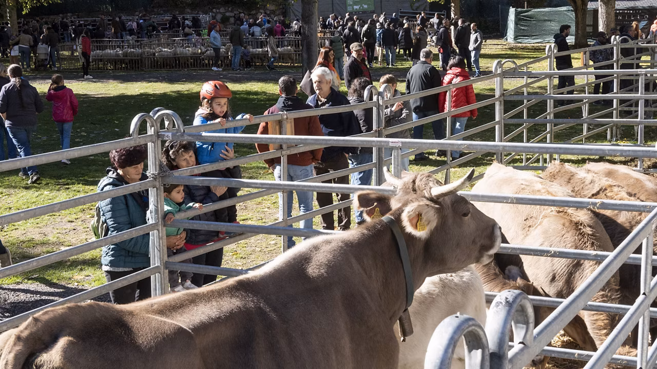 Aquest any, la Fira de Canillo es farà sense la participació d’animals.