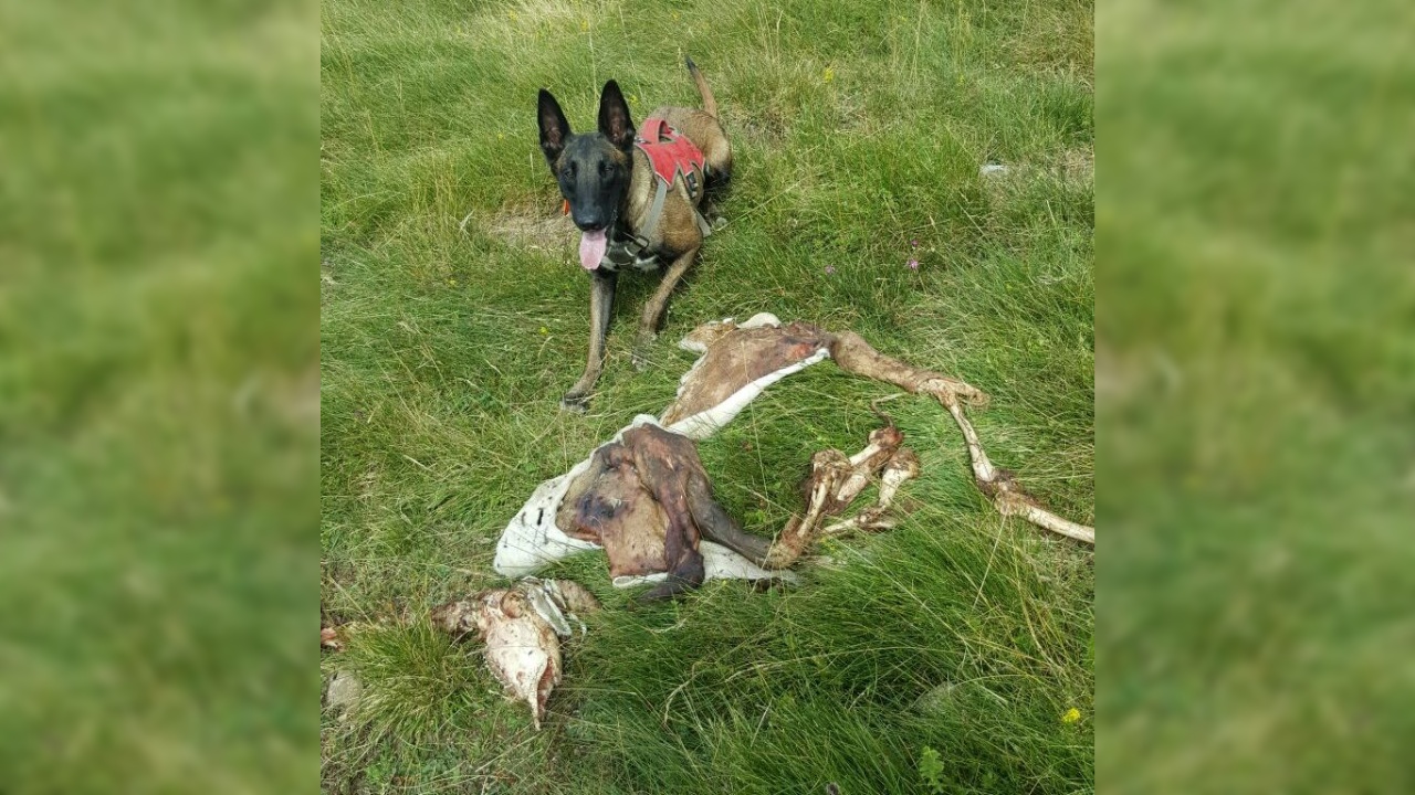 Ovella víctima d’un atac d’un os a la Val d’Aran.