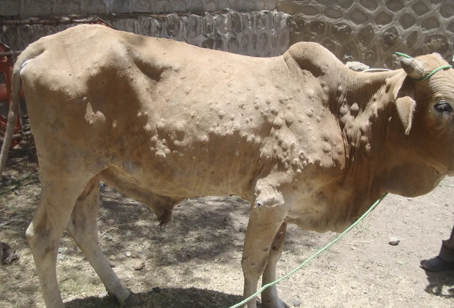 Vaca afectada per dermatosi nodular contagiosa en un camp