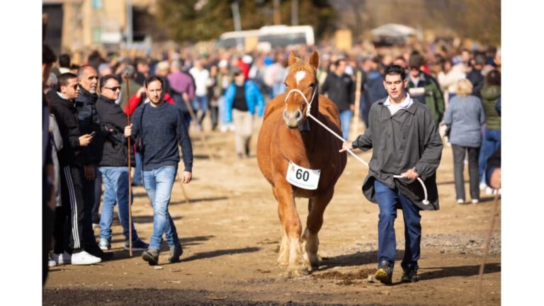 La fira del cavall de Puigcerdà acostuma a atraure unes 20.000 persones