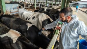 Un veterinari vacunant vaques contra la Dermatosi Nodular Contagiosa en una explotació ramadera de l'Alt Empordà (Departament d'Agricultura)