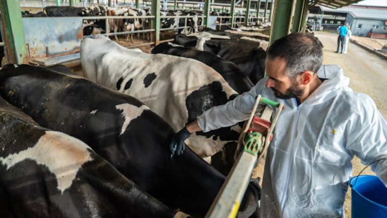 Un veterinari vacunant vaques contra la Dermatosi Nodular Contagiosa en una explotació ramadera de l'Alt Empordà (Departament d'Agricultura)