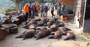 Els caçadadors tenen un paper fonamental en el control poblacional de la fauna salvatge.