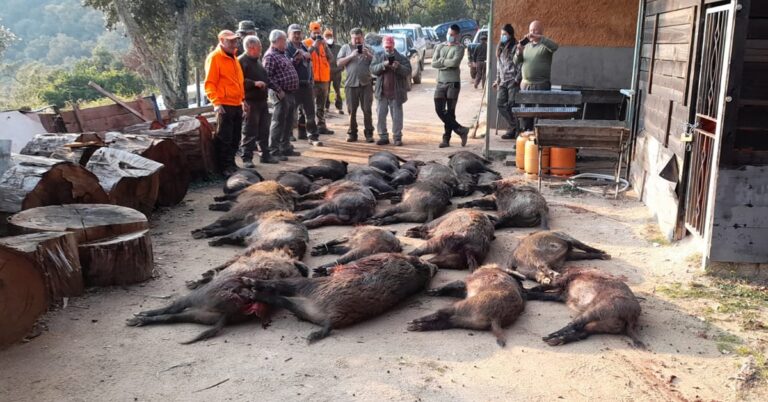 Els caçadadors tenen un paper fonamental en el control poblacional de la fauna salvatge.