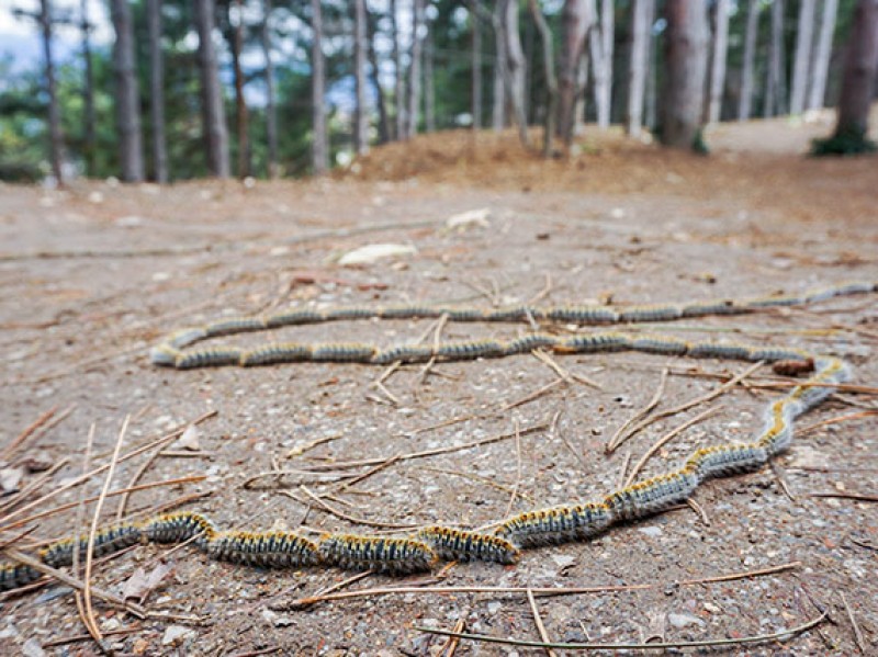 L’eruga processionària provoca urticària i reaccions al·lèrgiques