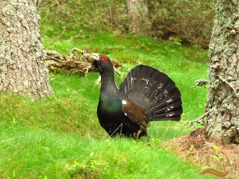 El gall fer és una espècie en perill d’extinció i està estrictament protegida.