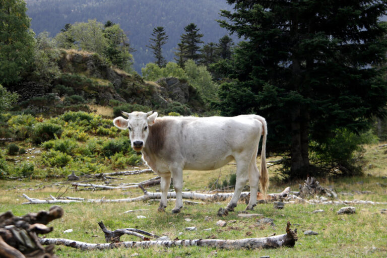 Exemplar de raça autòctona pallaresa