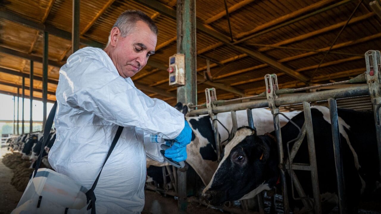 El 80% de les vaques ja han estat vacunades