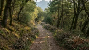 Treballs de neteja i manteniment d’un camí rural.