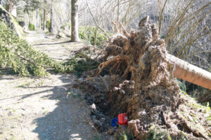 Arbres caiguts a l'entrada d'una finca de Molló (Lourdes Casademont, ACN)