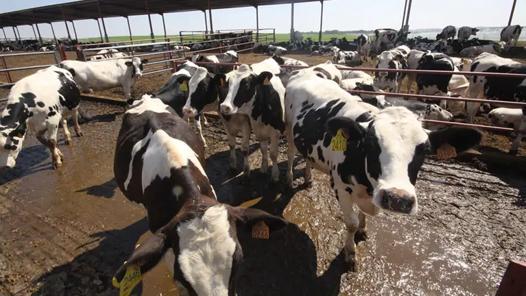 El preu de la llet no compensa els ramaders.