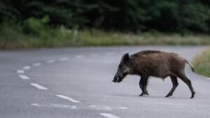 Els senglars són un perill pels automobilistes