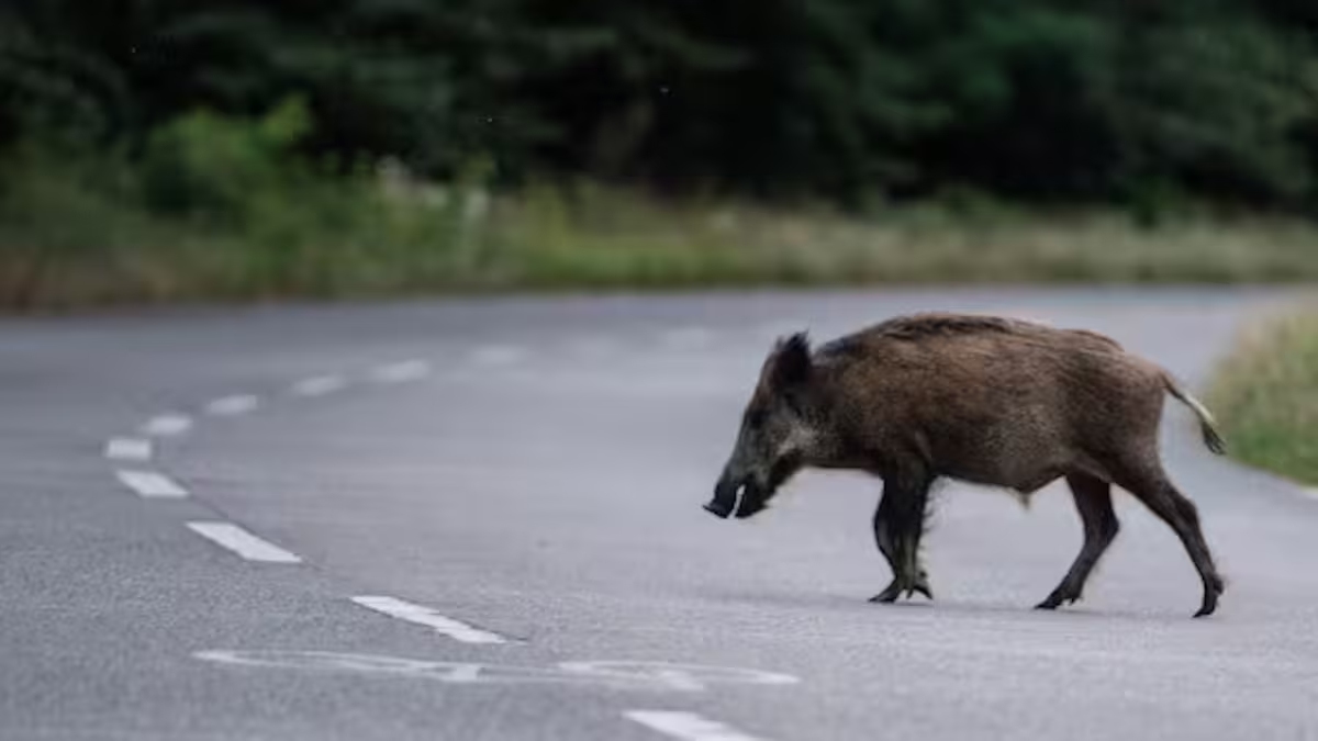 Els senglars són un perill pels automobilistes