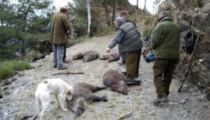 Caçadors amb porcs senglars abatuts al Pirineu