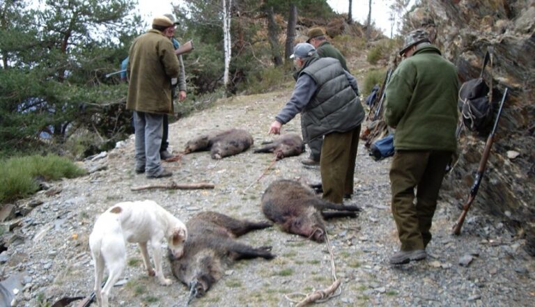 Caçadors amb porcs senglars abatuts al Pirineu