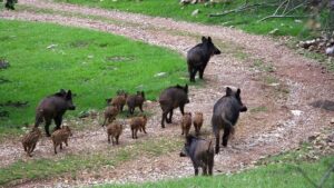 Els porcs senglars són una amenaça pels conreus