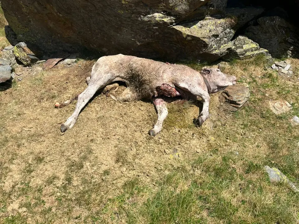La vaca morta a Lladorre. / Macel Ticó
