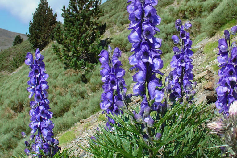 La tora blava: perill motal als Pirineus.