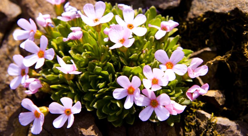 Les flors autòctones dels Pirineus estan desapareixent