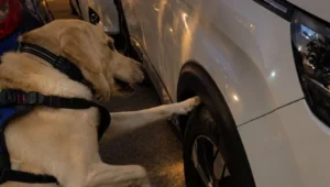 L'equip caní va detectar la droga a l'interior del vehicle. / Duanes franceses de Perpinyà.