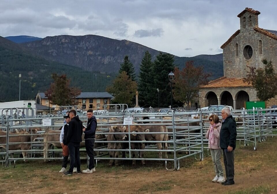 La 52a Fira Ramadera reunirà vaques brunes i cavalls pirinencs. / Ajuntament de Bellver de Cerdanya.