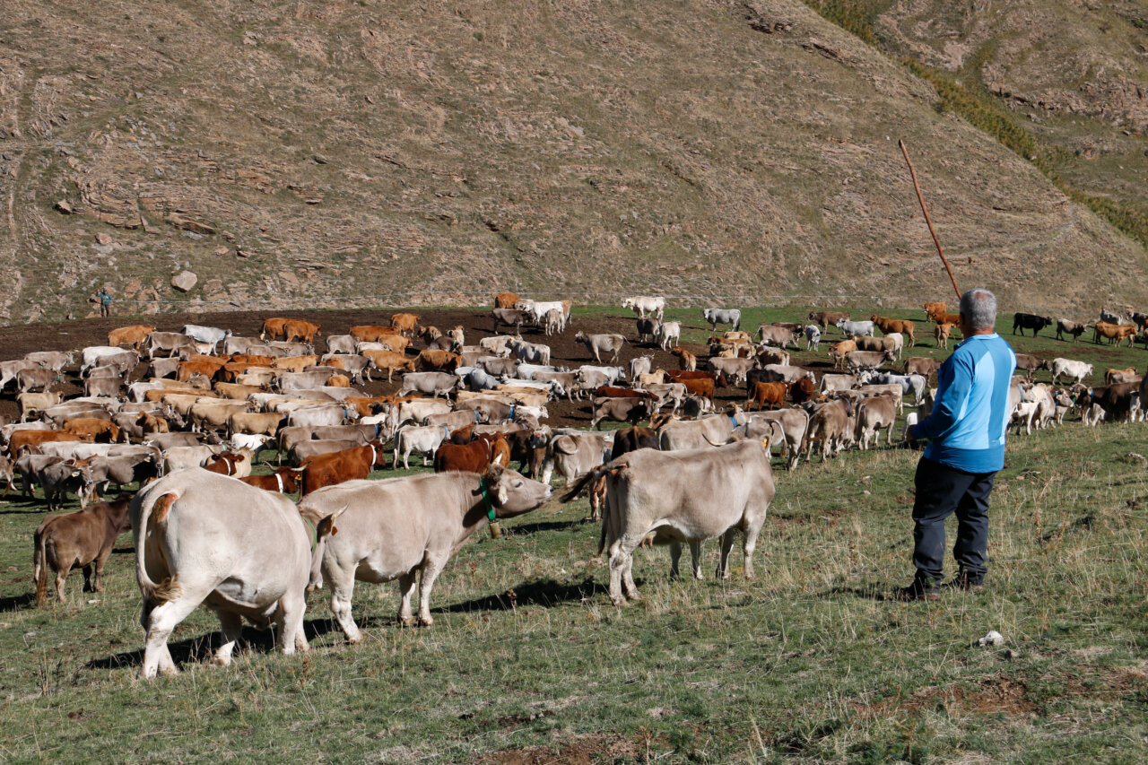 Ramader amb vaques a la muntanya de Llessui. / M. Lluvich (ACN).
